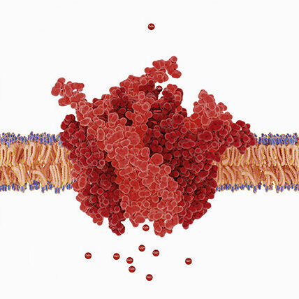 Induction of Th1-dependent immunity by an orally effective melon SOD extract